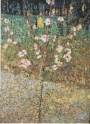 Vincent Van Gogh Flowering almond tree